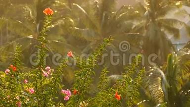 在阳光下生长热带植被。 在明亮的金色阳光下看绿色盛开的花朵和棕榈树